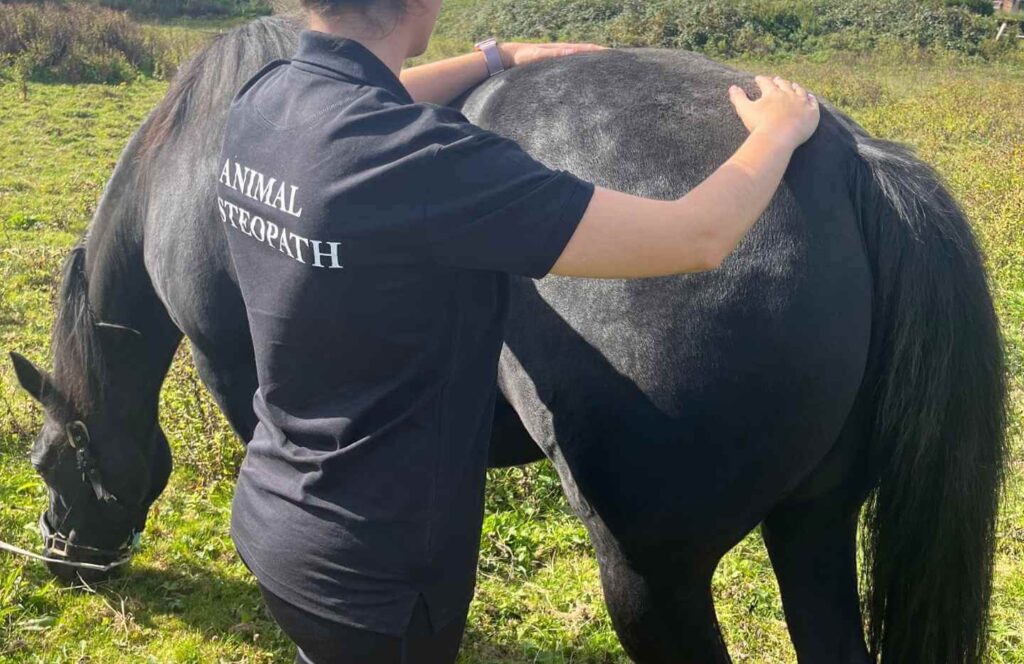 Equine Osteopathy South East England