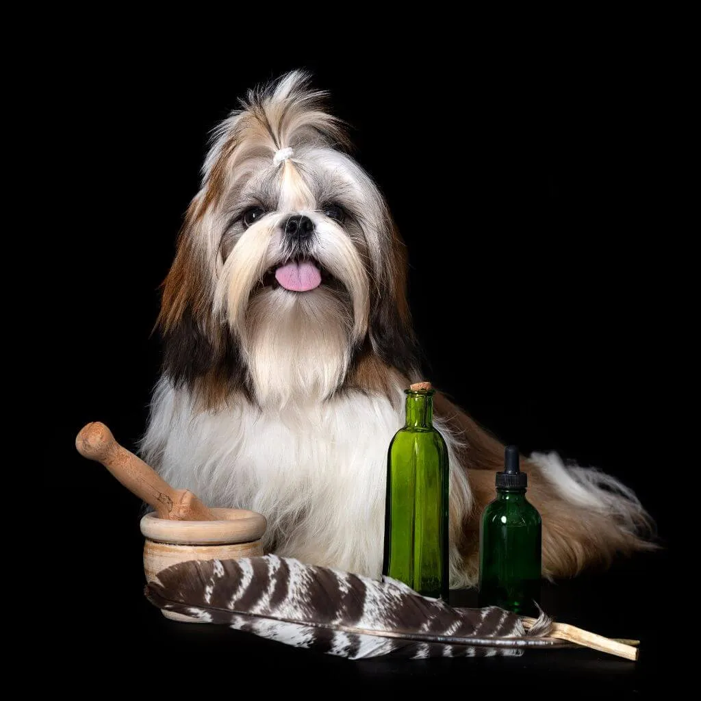 Holistic Care Dogs